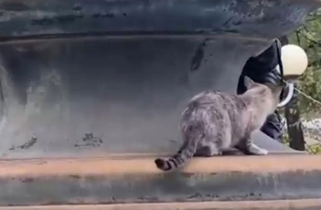 Спасение застрявшего на фонтане котика сняли на видео в Татарстане