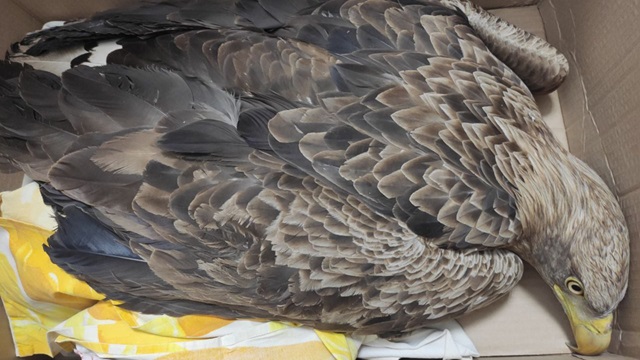 Попавшего в беду краснокнижного орлана-белохвоста спасли в Татарстане