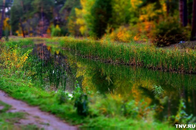 Татарстанның кайбер районнарында урманнарга керүне тыйдылар