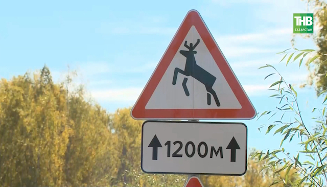 В Татарстане выросло число ДТП с дикими животными: рекомендации ГИБДД