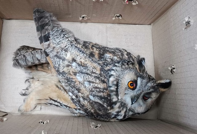 Ушастую сову со сломанным крылом спасли в центре Казани