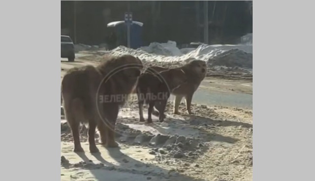 Стая собак напала на женщину с ребенком в Зеленодольске