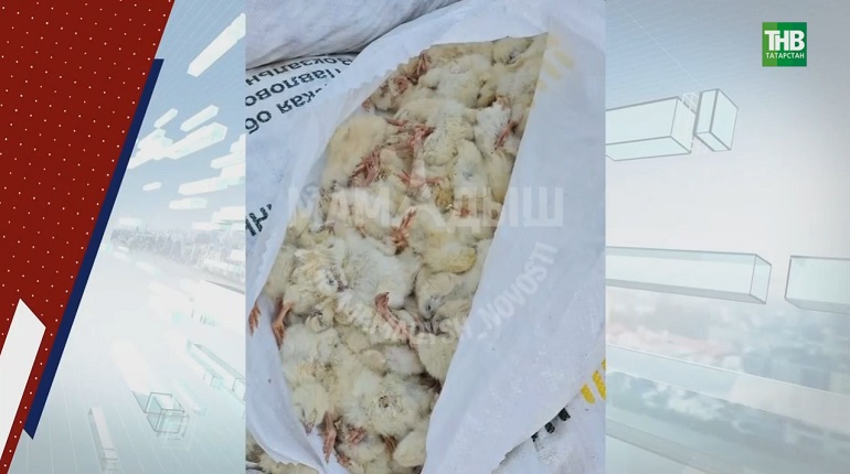Мамадыш районында меңләгән үлгән чебиләрне юл буена кем ташлаган?