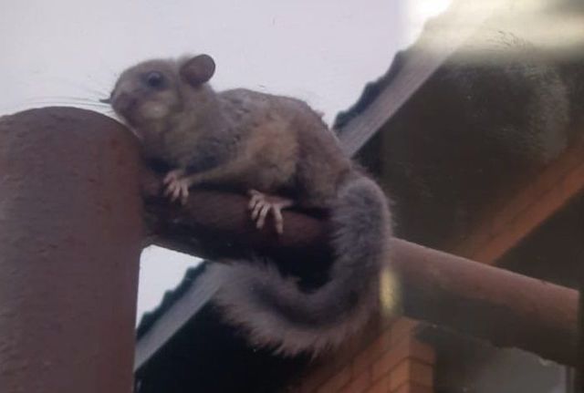 Краснокнижные белки-летяги замечены в одном из районов Татарстана 