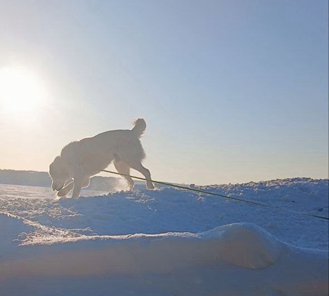 «Отпустим этот мороз»: Минниханов показал Акдуса на фоне снегов и призвал весну