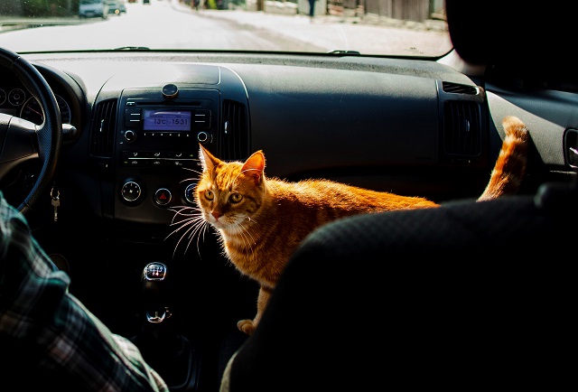 Прогноз на день республиканского Сабантуя раскрыли синоптики Татарстана