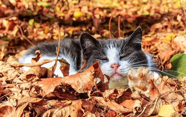 Сентябрьнең соңгы шимбәсендә һава +24 градуска җитәчәк