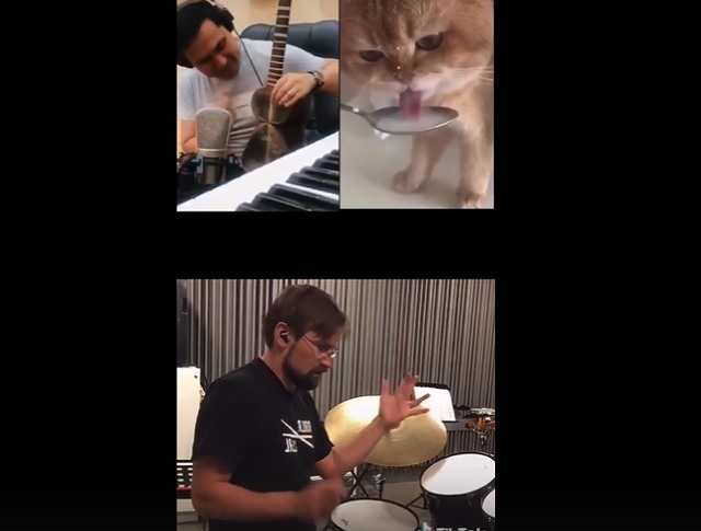ТикТокер собрал десятки «дуэтов» музыкантов-любителей с лакающим молоко котиком – видео