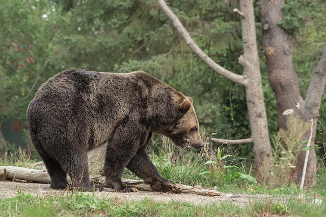 Стало известно, почему бурый медведь исключен из Красной книги Татарстана 
