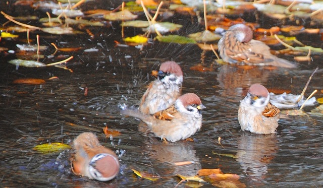 Иртәгә татарстанлылар көз сулышын тоя алачаклар