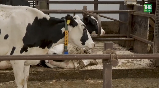 Формула доходного ЛПХ: как фермеры Кукмора превратили коров в стабильный бизнес