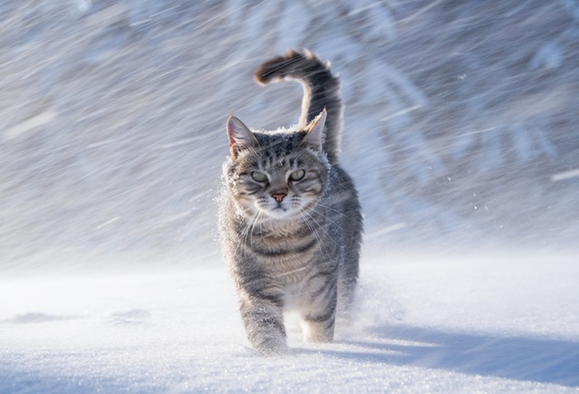 Мороз до -21 градуса и мощный ветер с метелью обрушатся на Татарстан