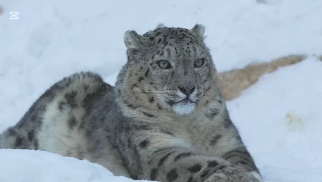 Первые питомцы заехали в центр по сохранению ирбисов на Алтае, созданный по инициативе Минниханова