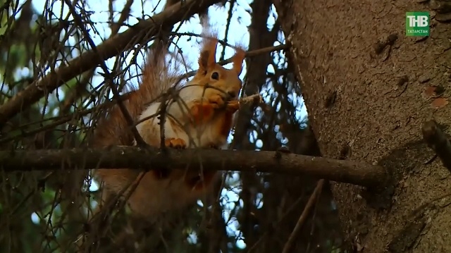 От +14 до снега: погодные качели ждут Татарстан на выходных