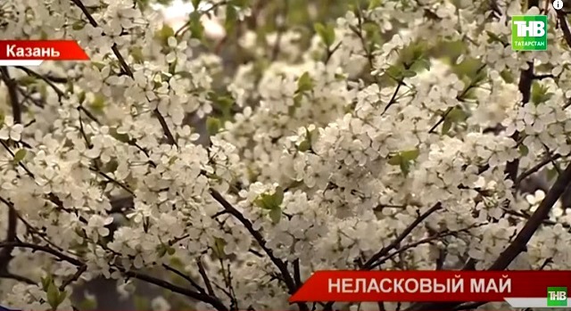 КФУ белгече соңгы тапкыр мондый салкын майның кайчан булганын әйтте