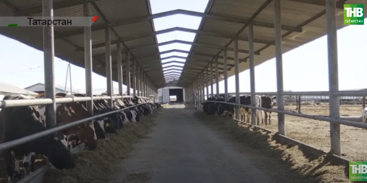 Татарстан сөт җитештерү буенча Россиядә алда бара