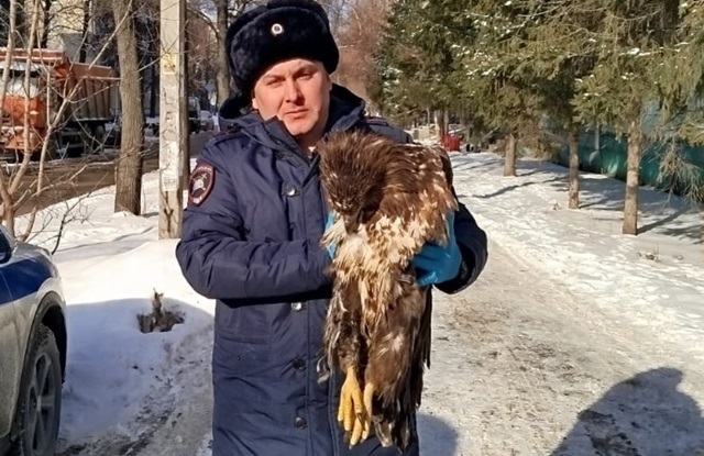 Редкая хищная птица врезалась в легковушку в одном из районов Татарстана 