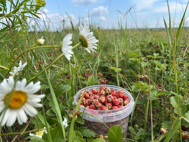 Татарстанда ял көннәре салкынча һәм яңгырлы булачак
