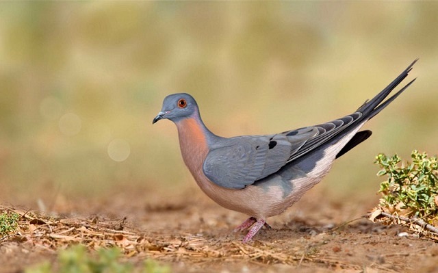 Жителям Татарстана рассказали об исчезающих видах животных