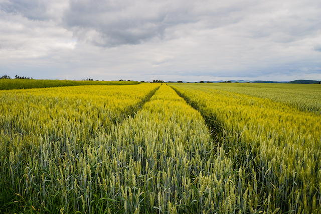 Холодный апрель спас посевы в Татарстане от вредителей