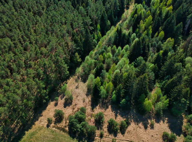 21 000 га леса восстановили в Татарстане за пять лет