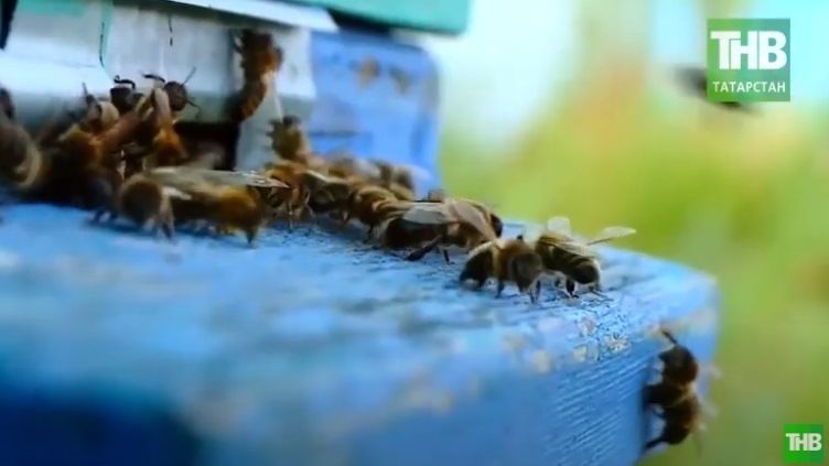 «Ошибки 2019 года»: в Татарстане снова массово гибнут пчелы - видео