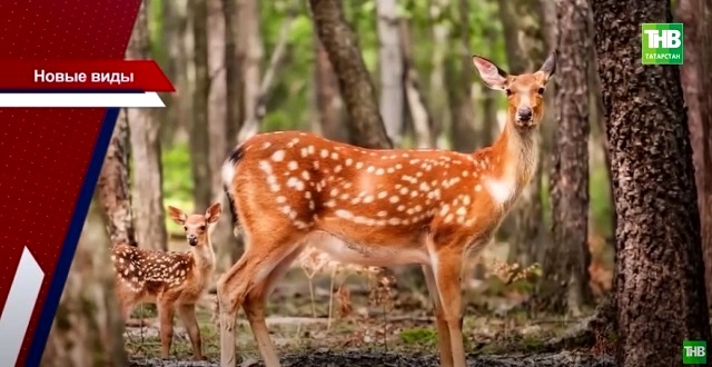 «Флора и фауна»: ТНВ выяснил, почему Красную книгу Татарстана планируют переиздать