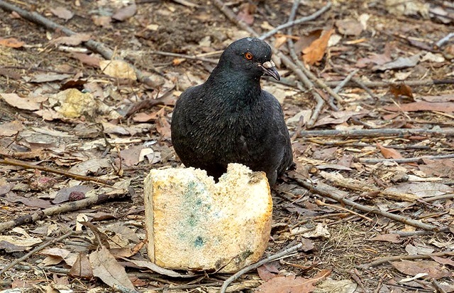 Орнитологи призвали жителей Татарстана отказаться от кормления птиц отходами