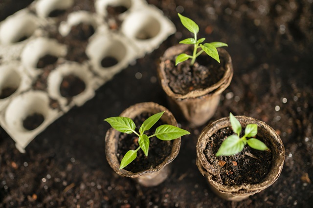 Садоводам Татарстана ответили, надо ли пикировать перец