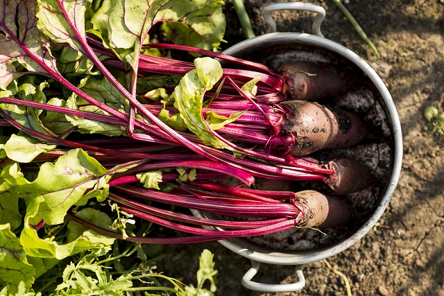 Садоводам Татарстана раскрыли секреты выращивания свеклы 