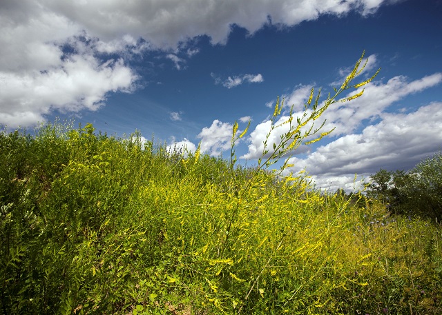 «Меллятамакское селище XIII»: еще одно место в Татарстане может стать объектом культурного наследия