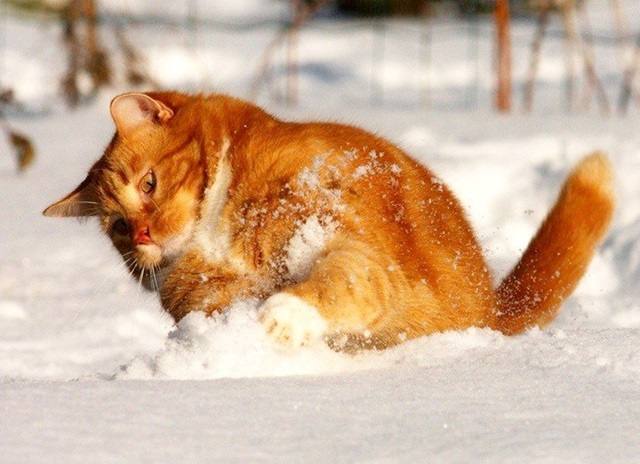 Җылытырга уйламый: иртәгә Татарстанда -24 градус фаразлыйлар