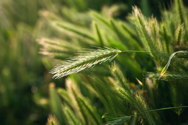 Гидрометцентр: растущий вегетационный период в РТ ведет к климатическим угрозам