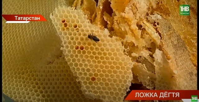Ложка дегтя: в Татарстане выясняют, почему пчел становится меньше, а меда только больше