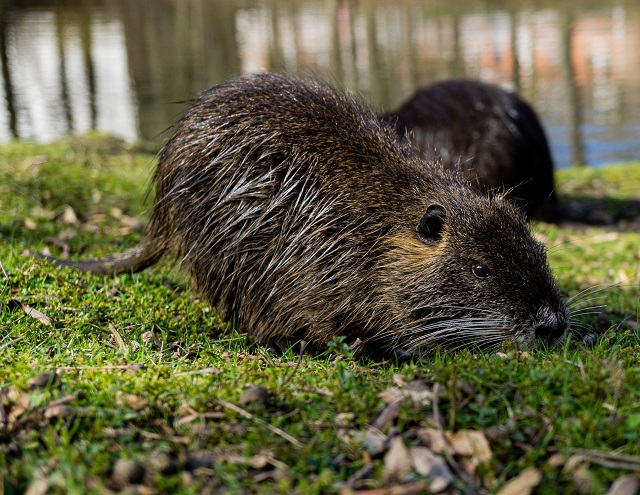 Вечернюю прогулку бобра по улицам Казани сняли на видео