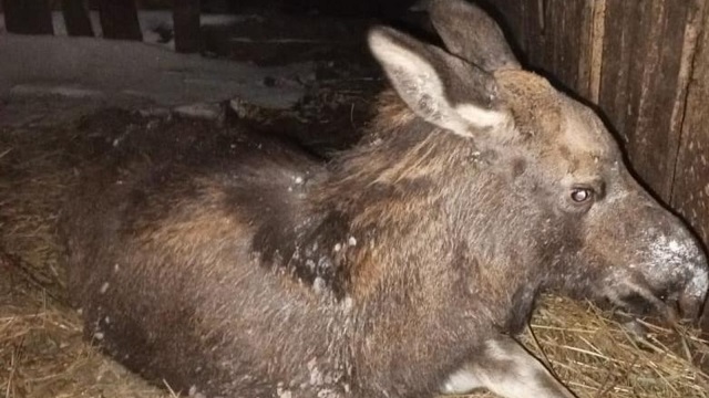 Вышедшего к людям одинокого лосенка спасли в Нурлатском районе Татарстана
