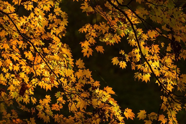 Время глубокой осени: погода последних октябрьских выходных