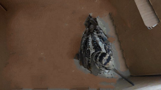 Внимание: внезапные появления вальдшнепов ожидаются в Татарстане