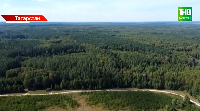 Лесовосстановление в Татарстане: какой пример подала РТ, и какие проблемы у отрасли есть?