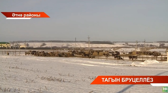 Кайбыч районында куркыныч йогышлы чир - бруцеллёз ачыкланган