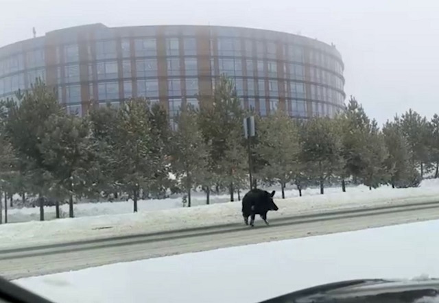 Прогуливающегося по Иннополису огромного кабана сняли на видео