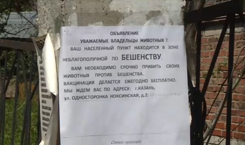 В Советском районе Казани ввели карантин по бешенству