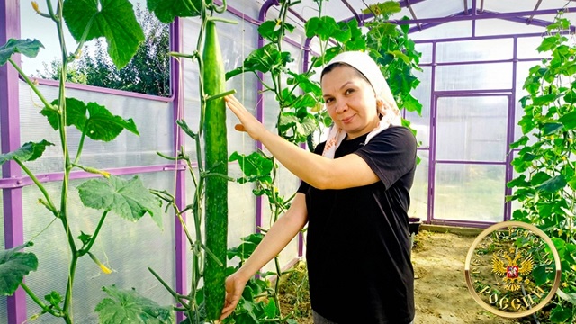 «Просто наблюдала»: огурец из частного парника под Казанью стал рекордом России