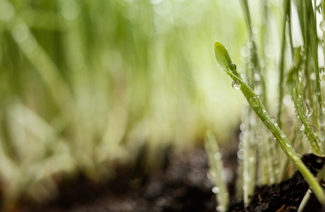 В Татарстане стартовала подкормка озимых: аграрии девяти районов вышли в поля