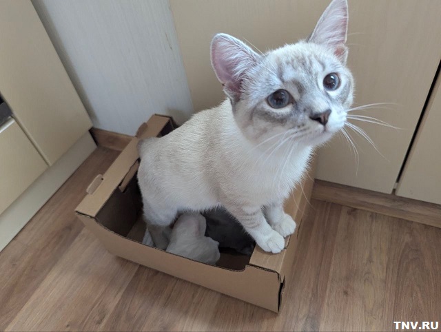 Какой вред приносит кошке чесание против шерсти, рассказал эксперт