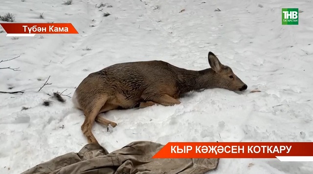 Түбән Камада шәһәр эчендә адашкан кыр кәҗәсен коткарганнар