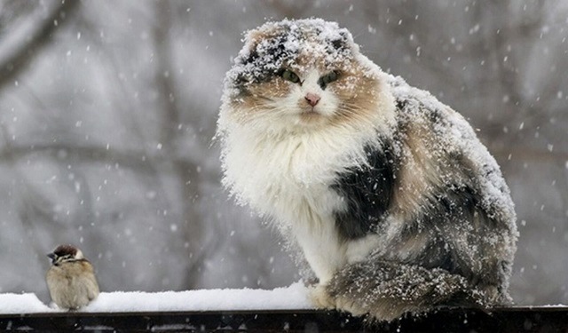 Яңгыр, кар: 4 ноябрь Татарстанда -8 градуска кадәр суыта