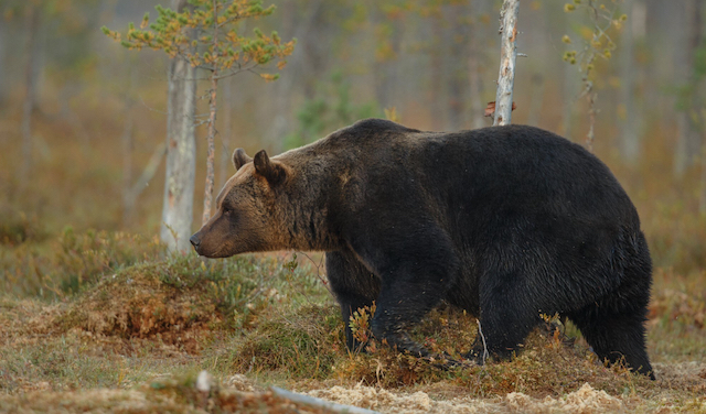 Миграция косолапых: стало известно о новых местах обитания медведей в Татарстане