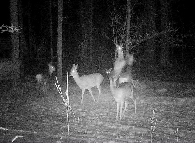 Завтрак и ужин молодых косуль запечатлела фотоловушка в Татарстане