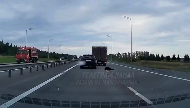 Соцсети: в Татарстане на трассе М-7 сбили медвежонка
